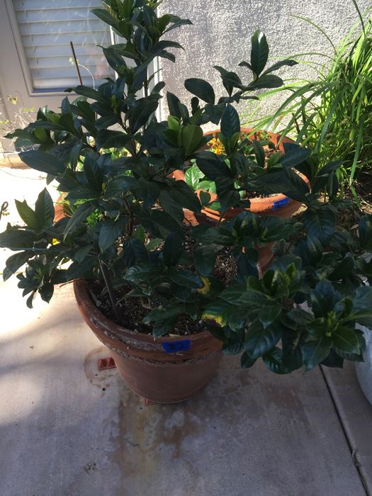 Potted Plant Lot [Photo 4]