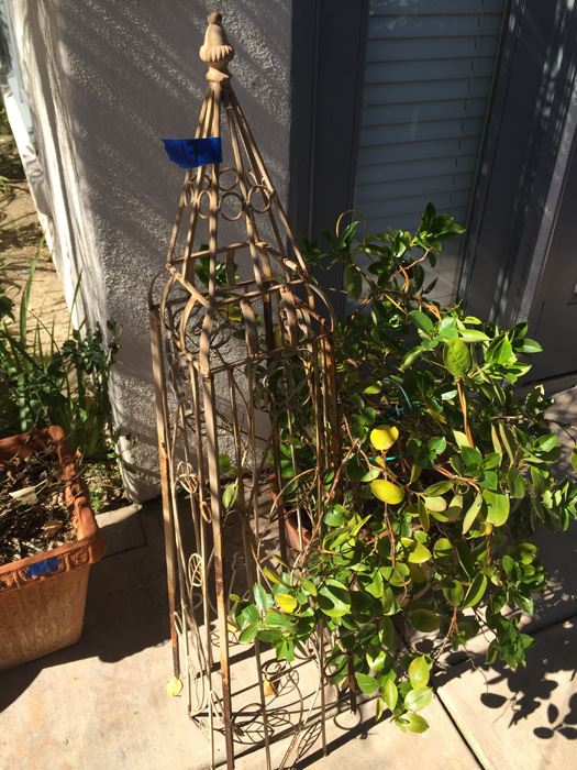 Potted Plant With Metal Garden Architectural Obelisk [Photo 5]