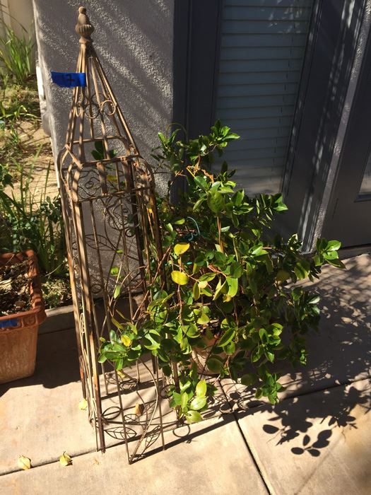 Potted Plant With Metal Garden Architectural Obelisk [Photo 9]