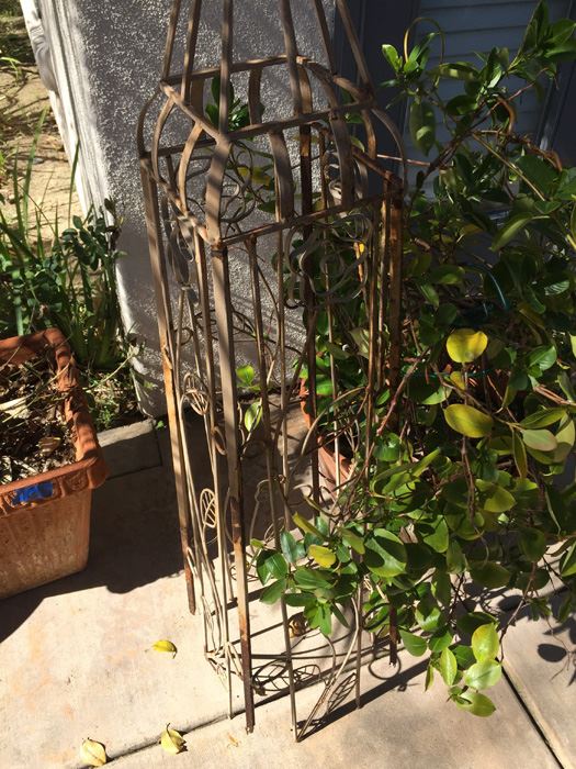 Potted Plant With Metal Garden Architectural Obelisk [Photo 4]