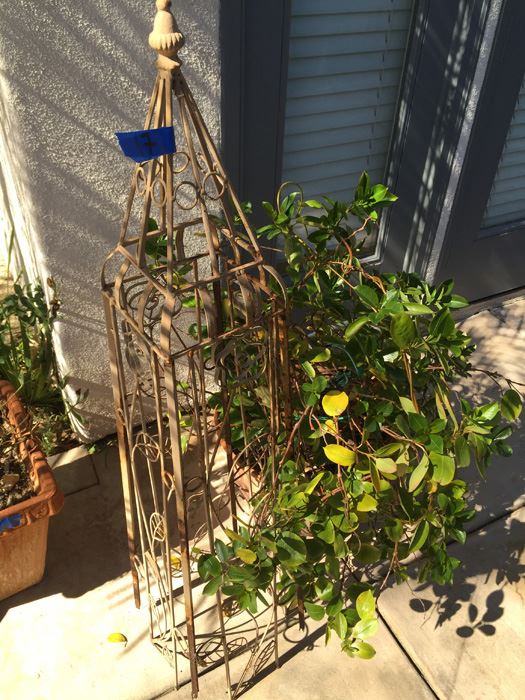 Potted Plant With Metal Garden Architectural Obelisk [Photo 1]