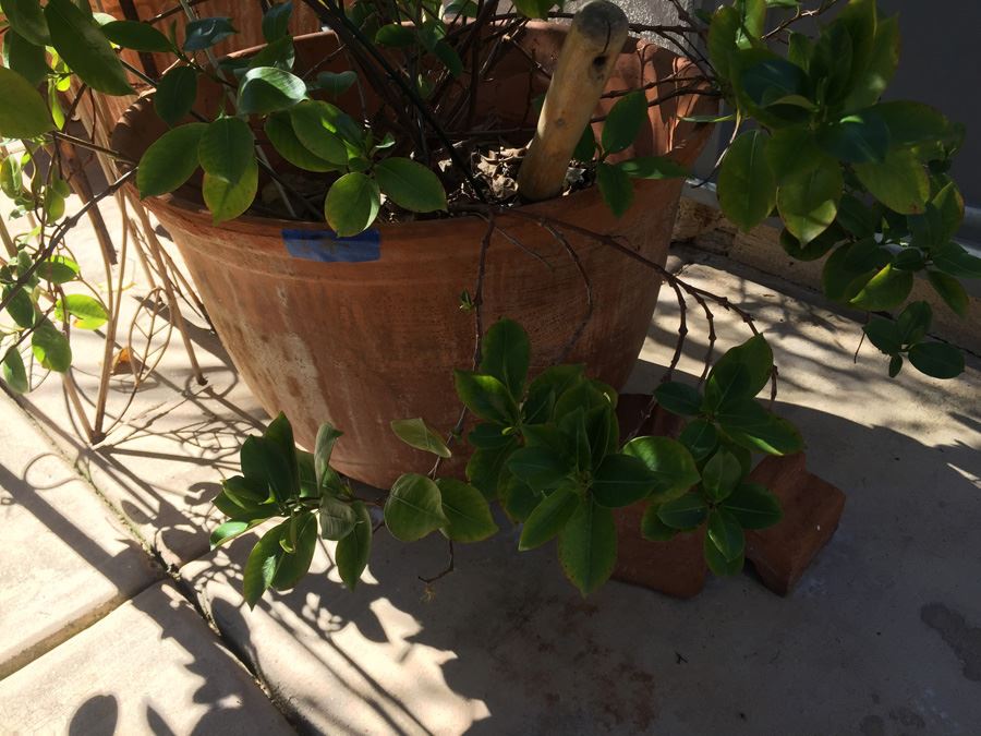 Potted Plant With Metal Garden Architectural Obelisk [Photo 8]