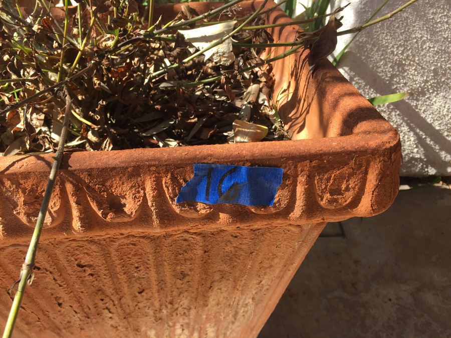 Potted Plant [Photo 2]