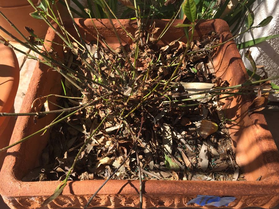 Potted Plant [Photo 3]