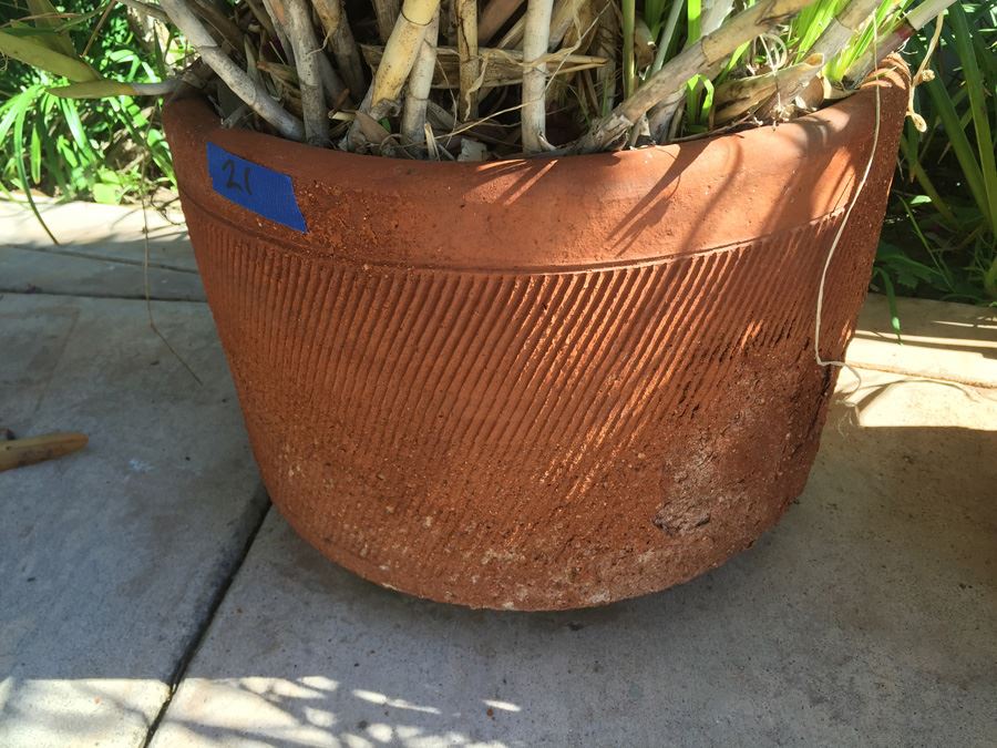 Large Potted Plant [Photo 3]