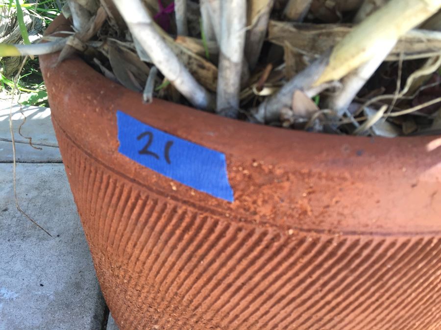 Large Potted Plant [Photo 2]