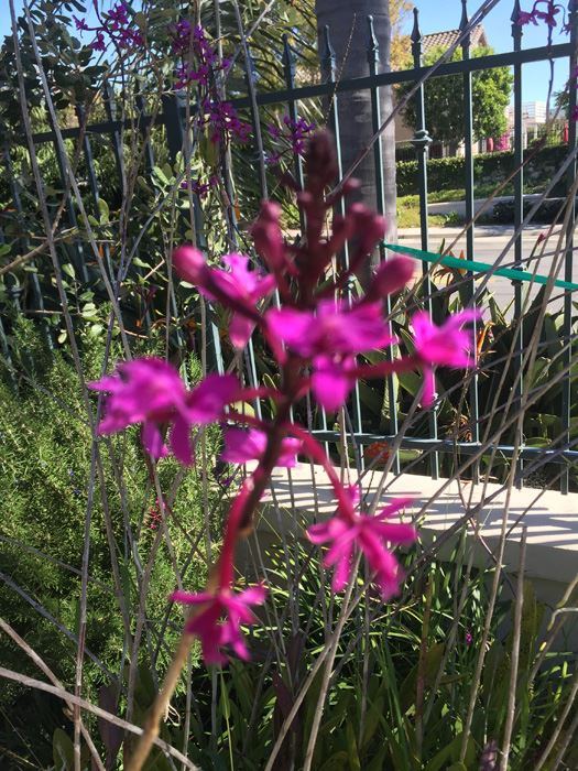 Large Potted Plant [Photo 5]