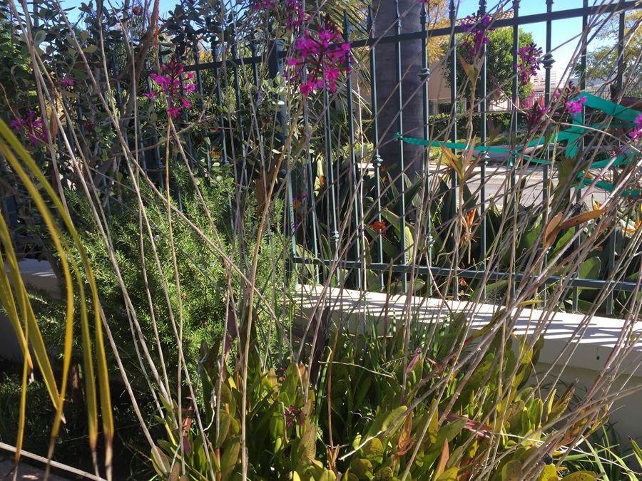 Large Potted Plant [Photo 6]