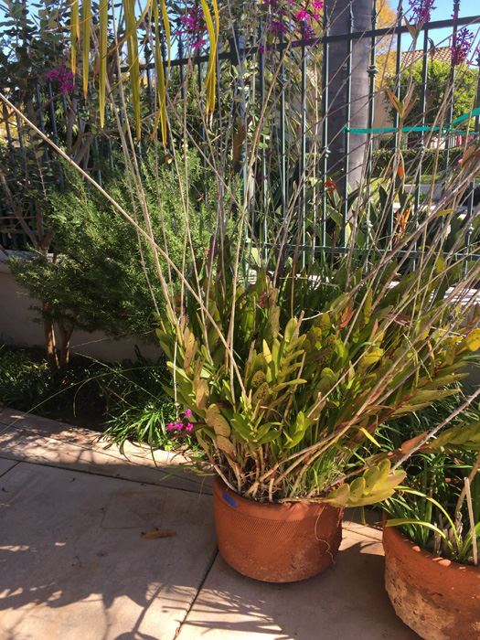 Large Potted Plant [Photo 1]