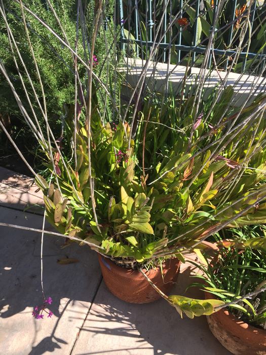 Large Potted Plant [Photo 4]