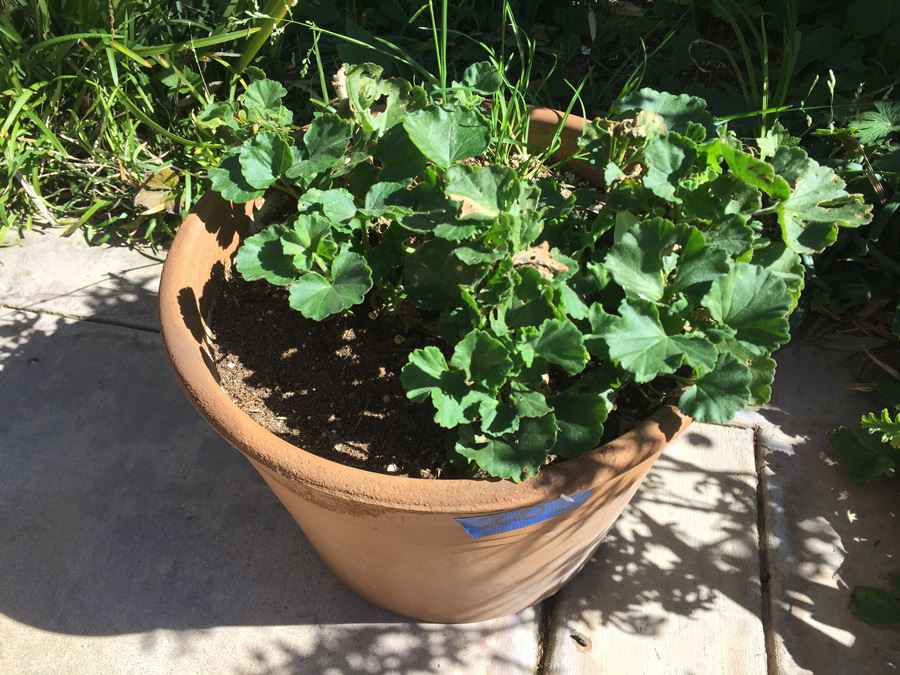 Large Potted Plant [Photo 1]