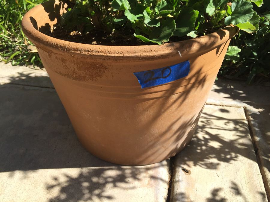 Large Potted Plant [Photo 2]