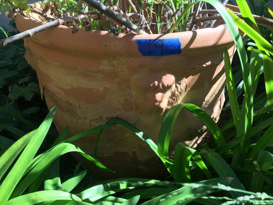 Large Potted Plant [Photo 2]