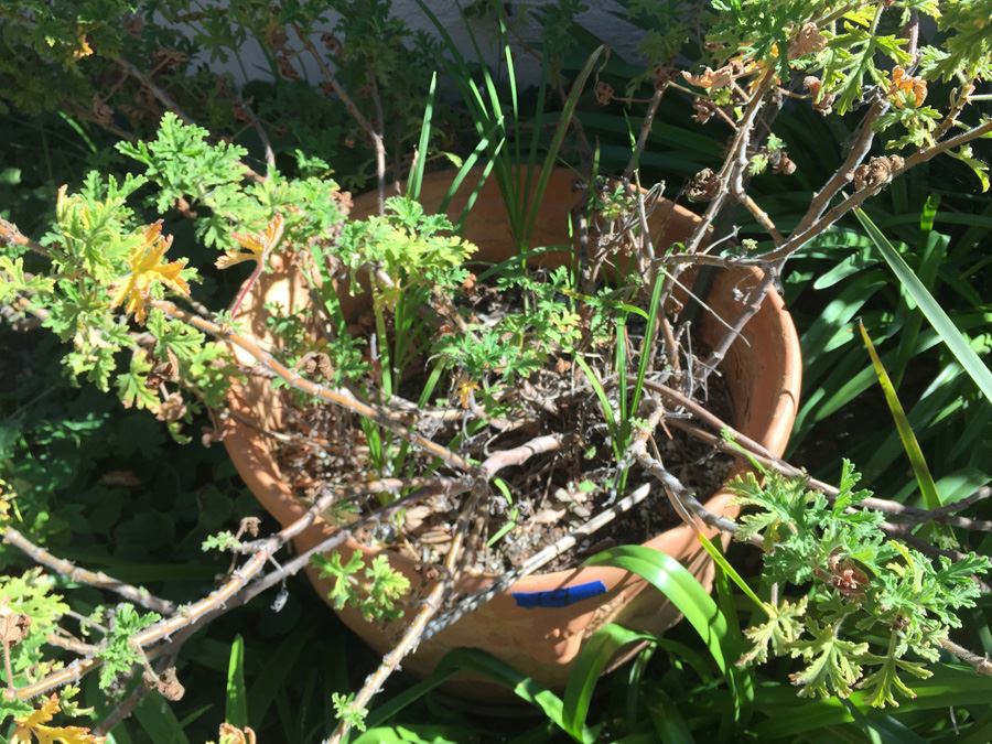 Large Potted Plant [Photo 5]