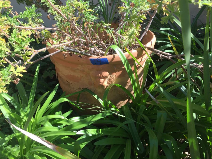 Large Potted Plant [Photo 3]