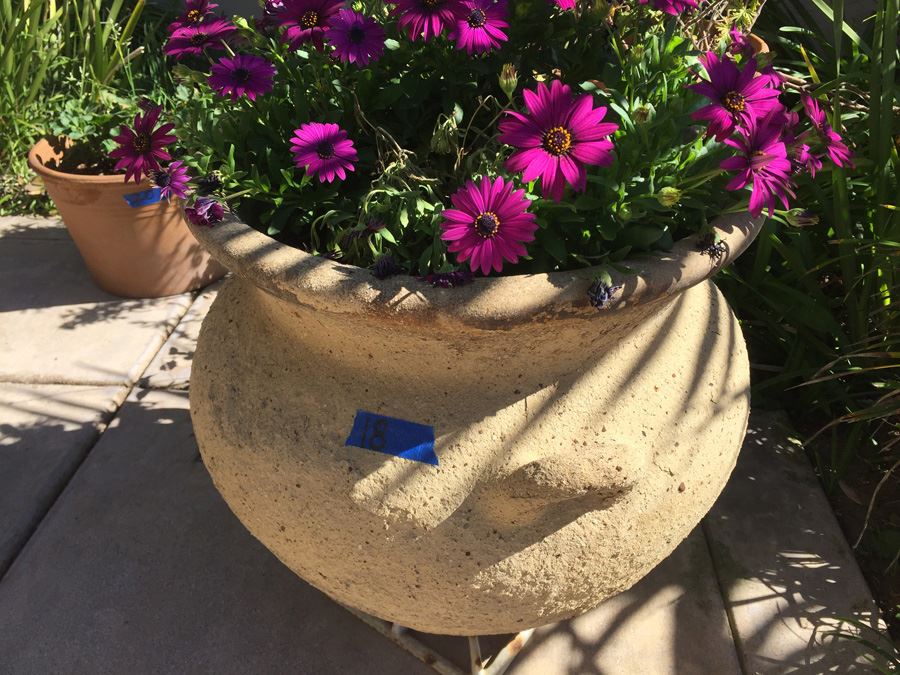Large Potted Plant [Photo 1]