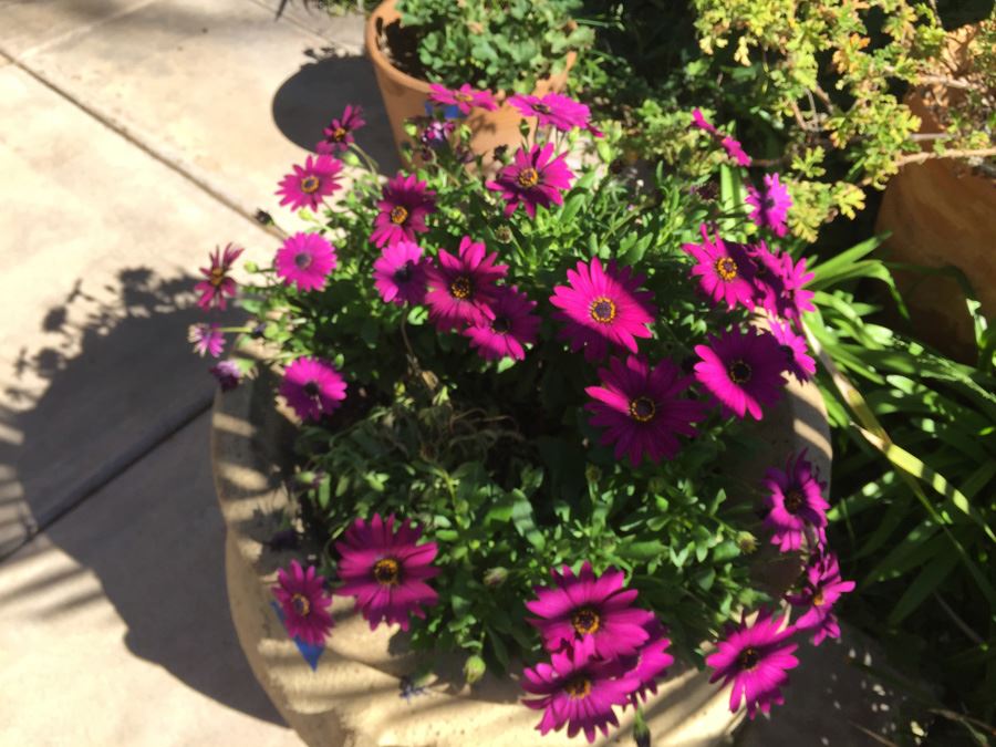 Large Potted Plant [Photo 2]