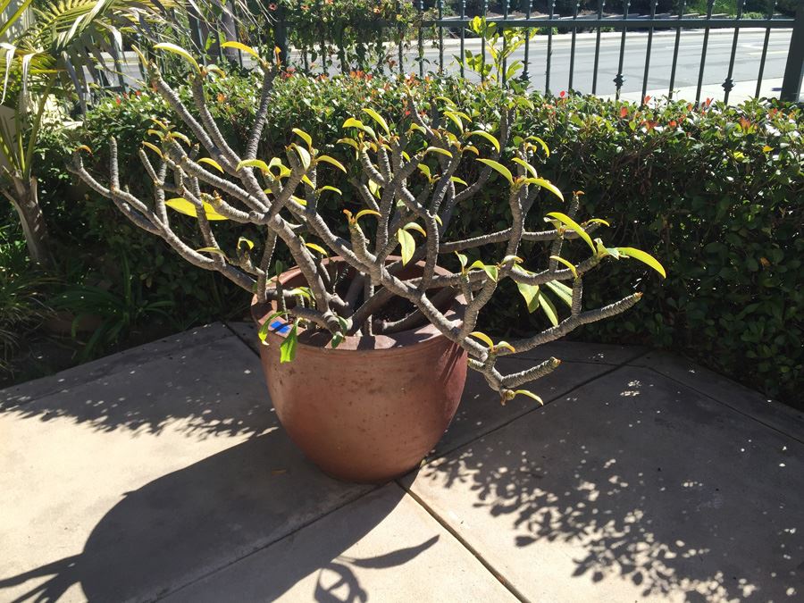 Large Potted Plumeria Plant [Photo 7]