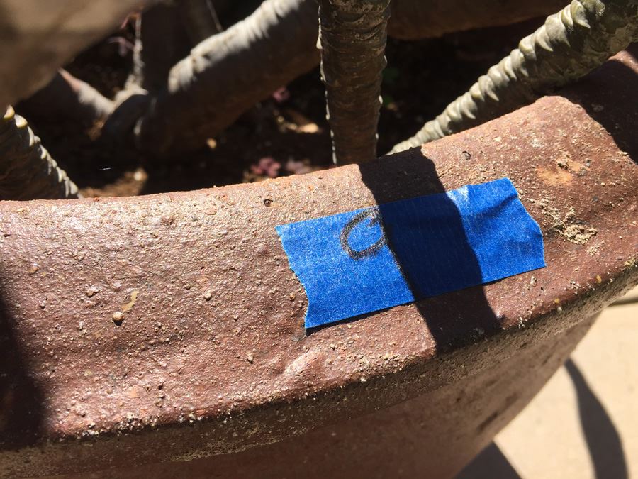 Large Potted Plumeria Plant [Photo 5]