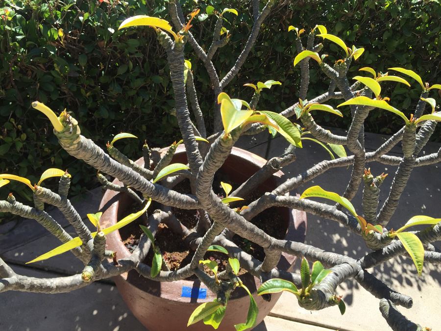 Large Potted Plumeria Plant [Photo 6]