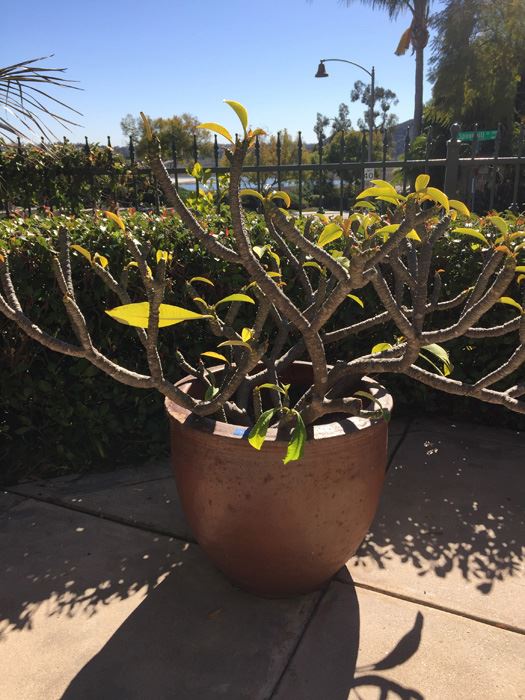 Large Potted Plumeria Plant [Photo 4]