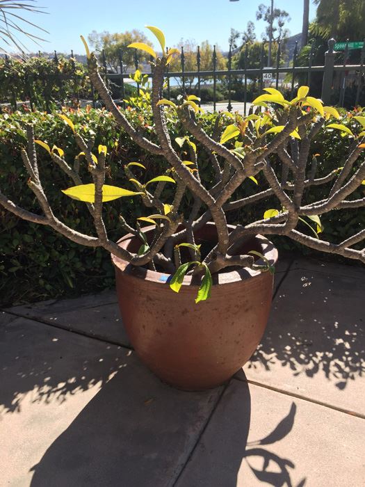 Large Potted Plumeria Plant