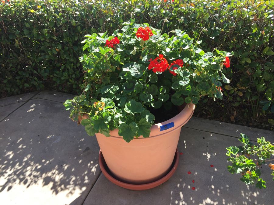 Large Potted Plant [Photo 1]