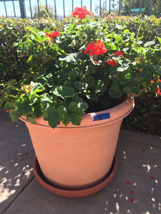 Large Potted Plant [Photo 4]