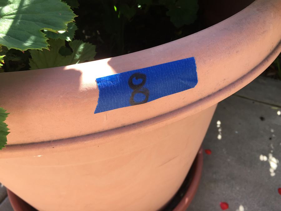 Large Potted Plant [Photo 3]