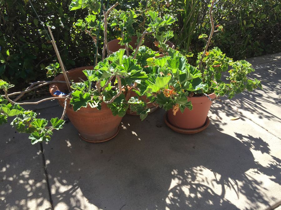 Large Potted Plant Lot [Photo 2]