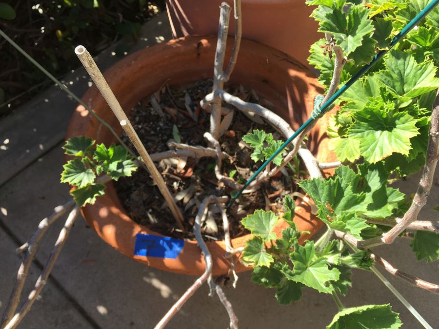 Large Potted Plant Lot [Photo 5]