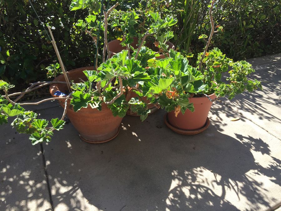 Large Potted Plant Lot [Photo 1]