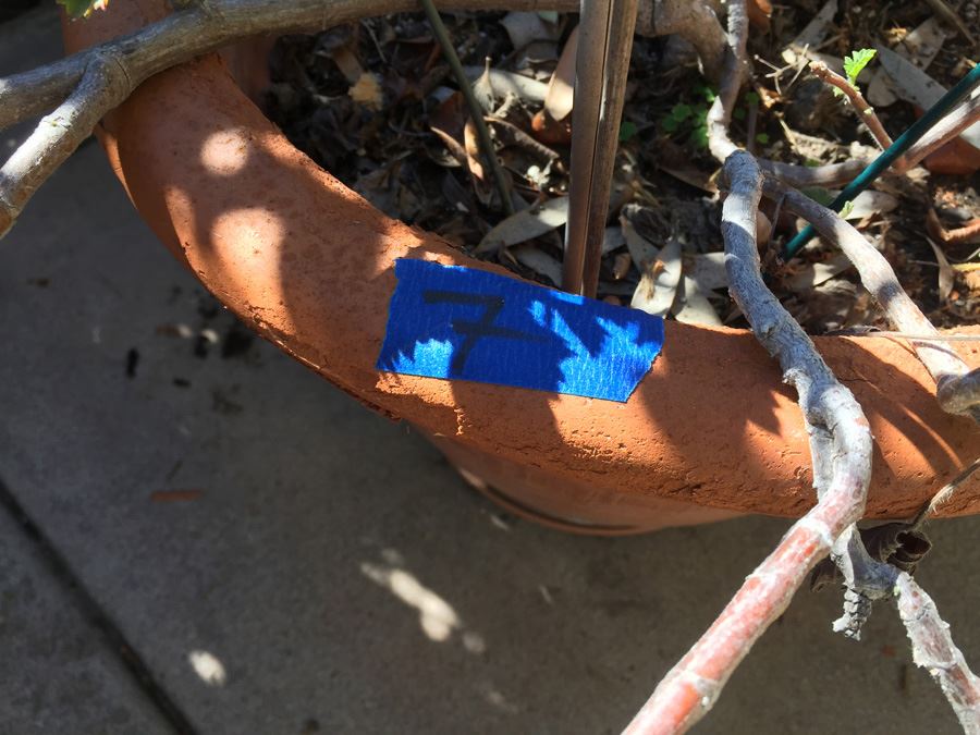 Large Potted Plant Lot [Photo 4]