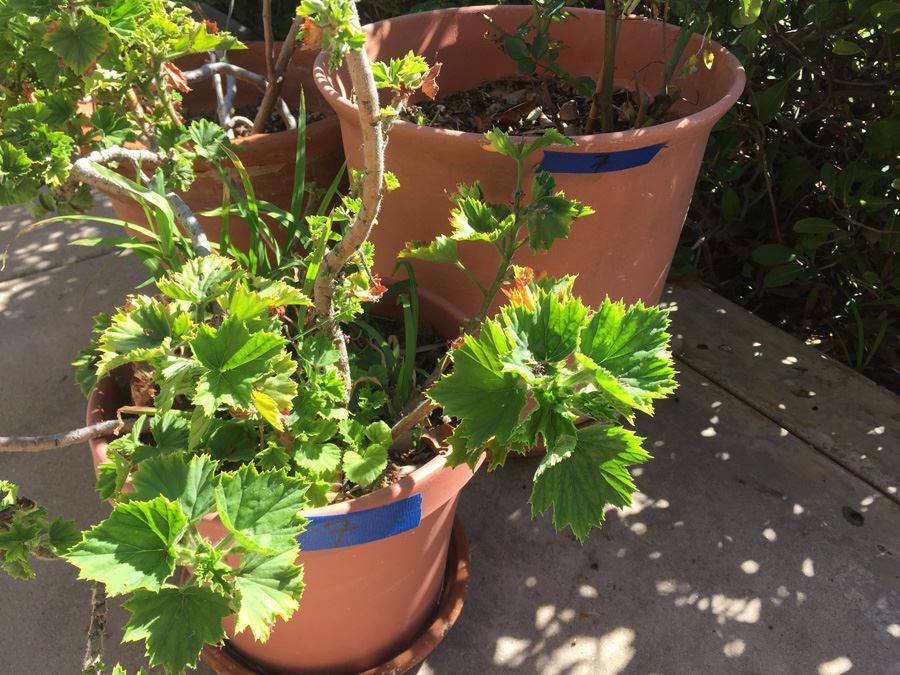 Large Potted Plant Lot [Photo 6]