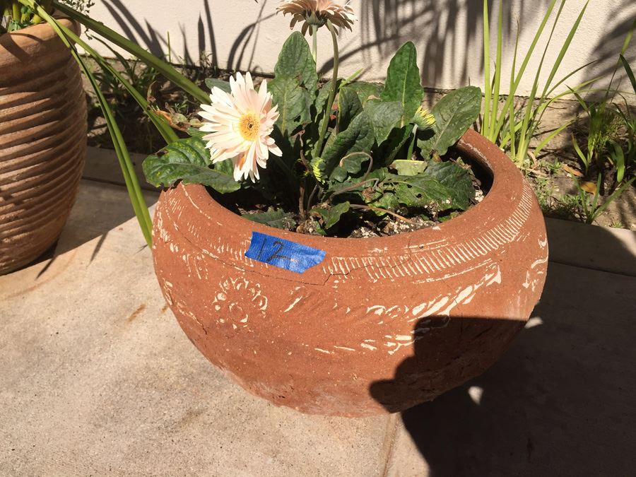 Potted Plant [Photo 1]