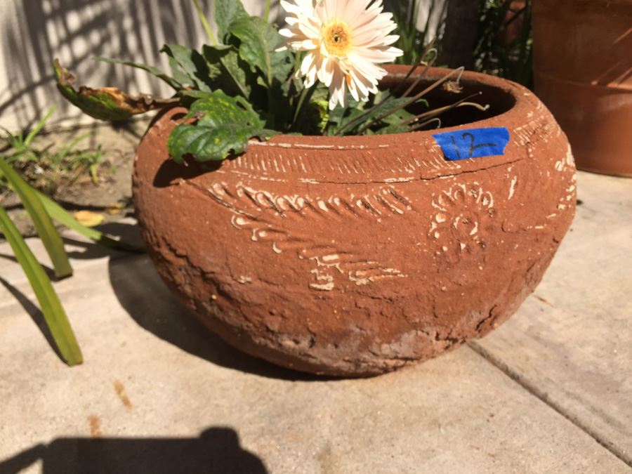 Potted Plant [Photo 5]