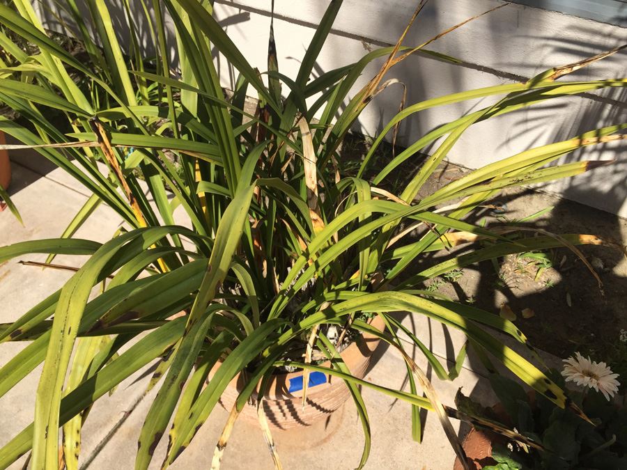 Large Potted Plant [Photo 3]