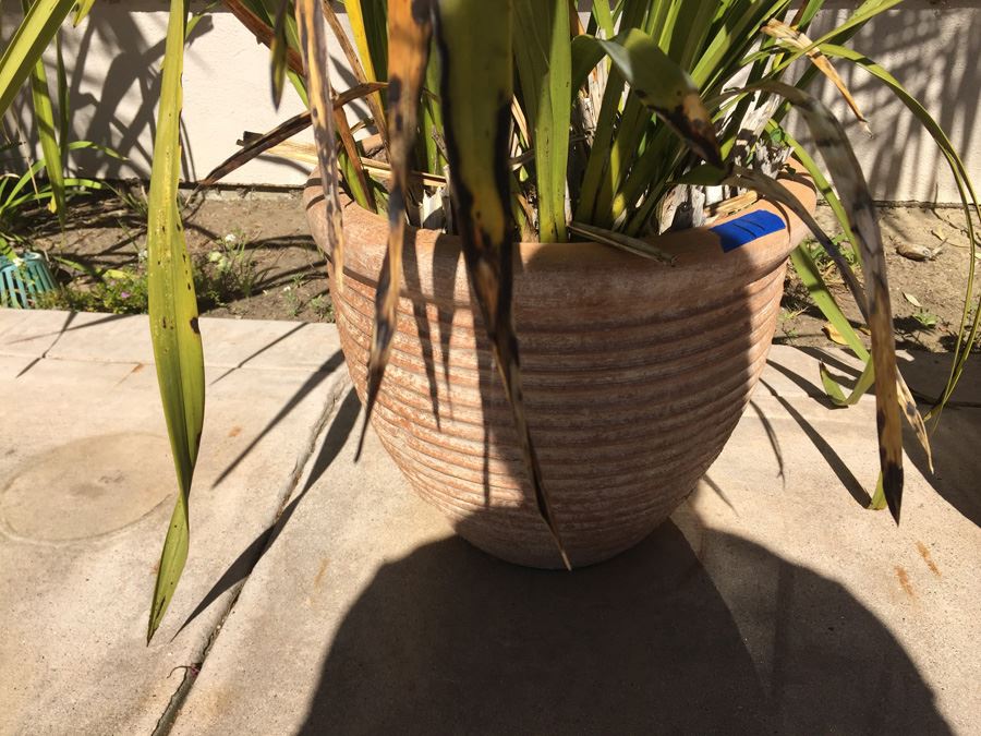 Large Potted Plant