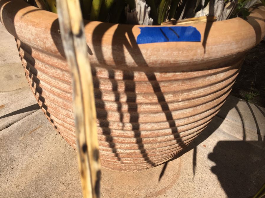 Large Potted Plant [Photo 5]