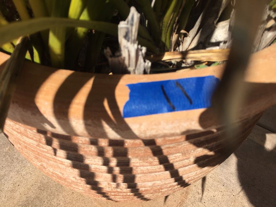 Large Potted Plant [Photo 4]