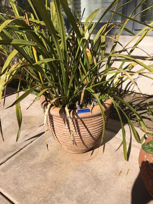 Large Potted Plant [Photo 2]