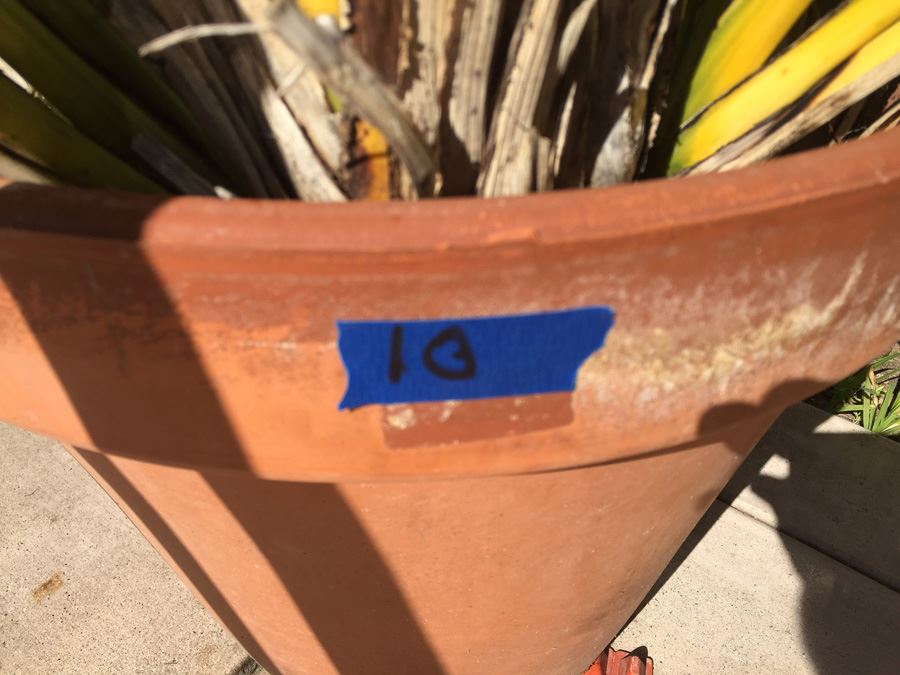 Potted Plant [Photo 3]