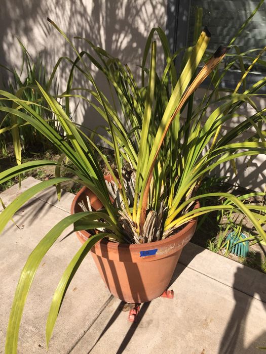 Potted Plant [Photo 2]