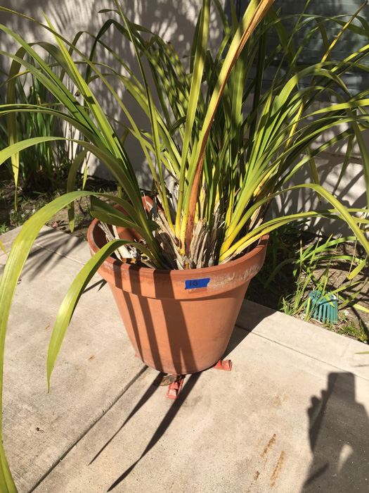 Potted Plant