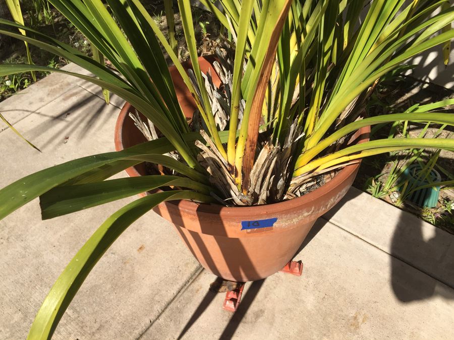 Potted Plant [Photo 4]