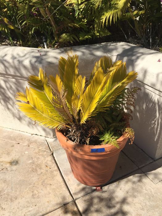 Potted Sago Palm In Large Made In Italy Silma Pot [Photo 4]