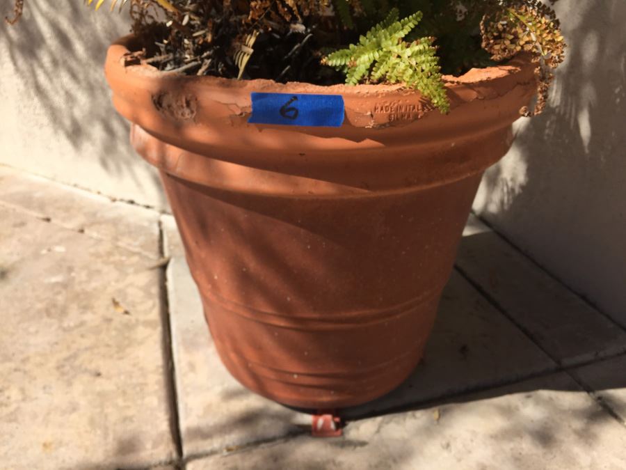 Potted Sago Palm In Large Made In Italy Silma Pot [Photo 6]