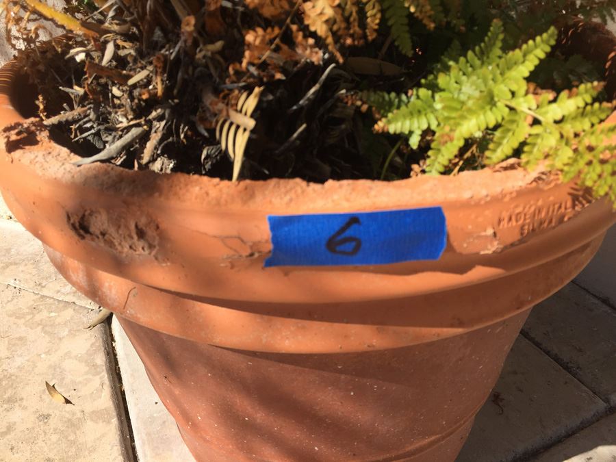 Potted Sago Palm In Large Made In Italy Silma Pot [Photo 5]