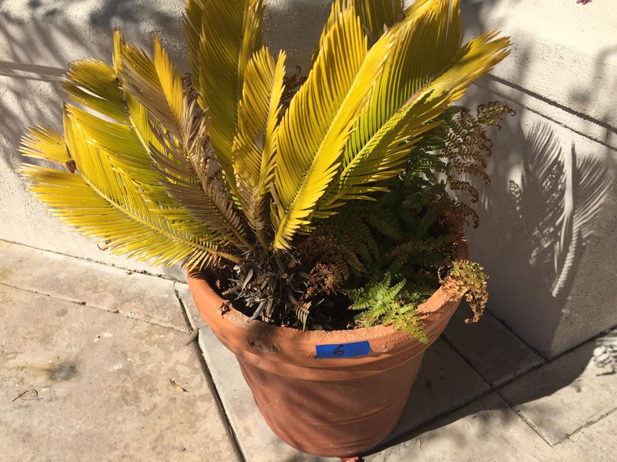 Potted Sago Palm In Large Made In Italy Silma Pot