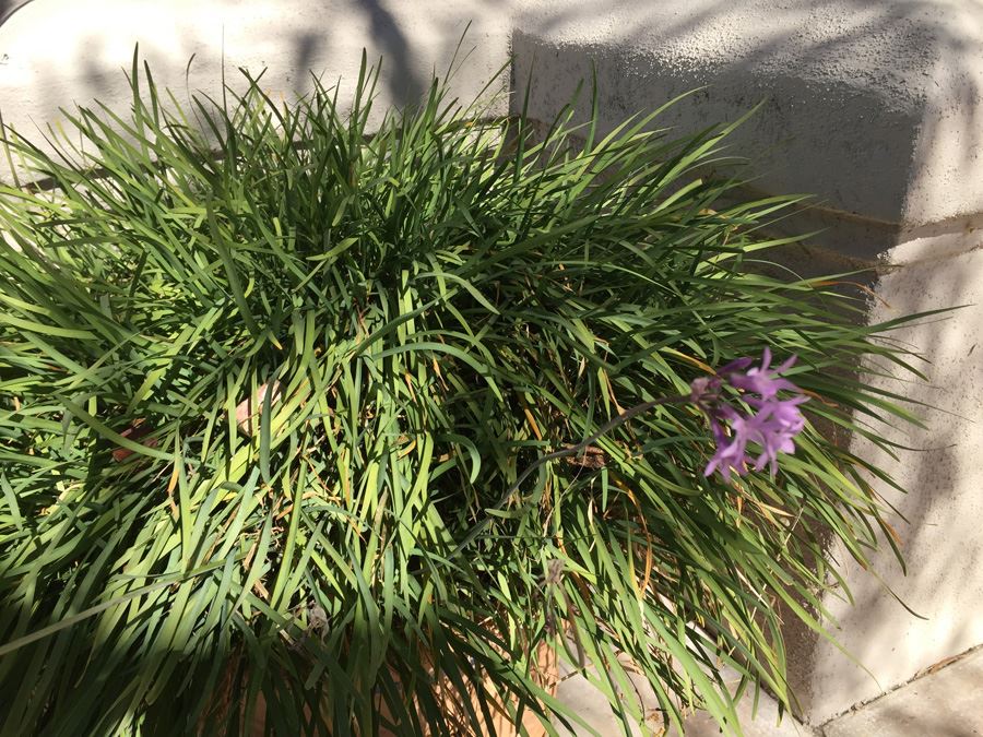 Large Potted Plant [Photo 4]